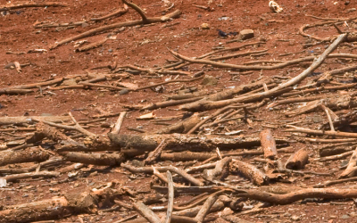 Olas de calor, avance del desierto y deshielos: primeros signos del cambio climático en Chile